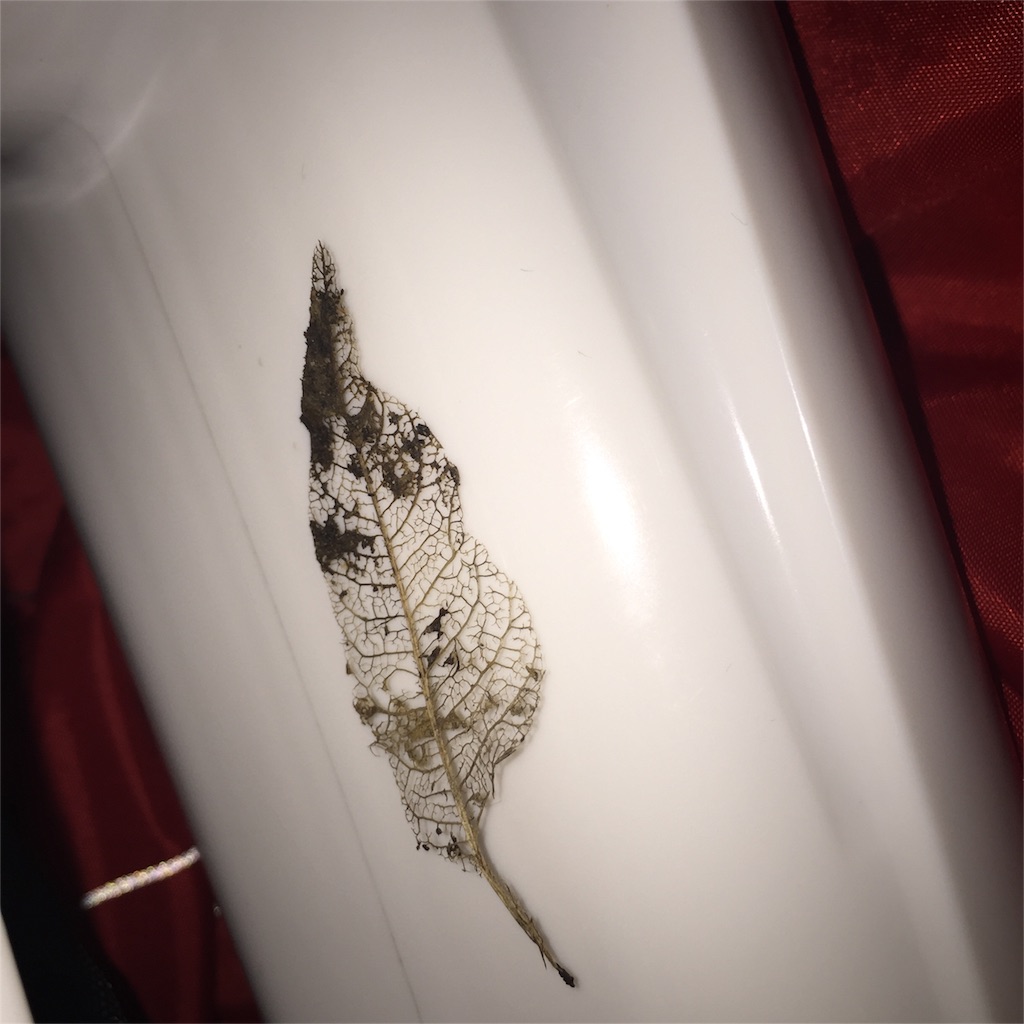 f:id:a-richannel:20160813202911j:image f:id:a-richannel:20160813202911j:image