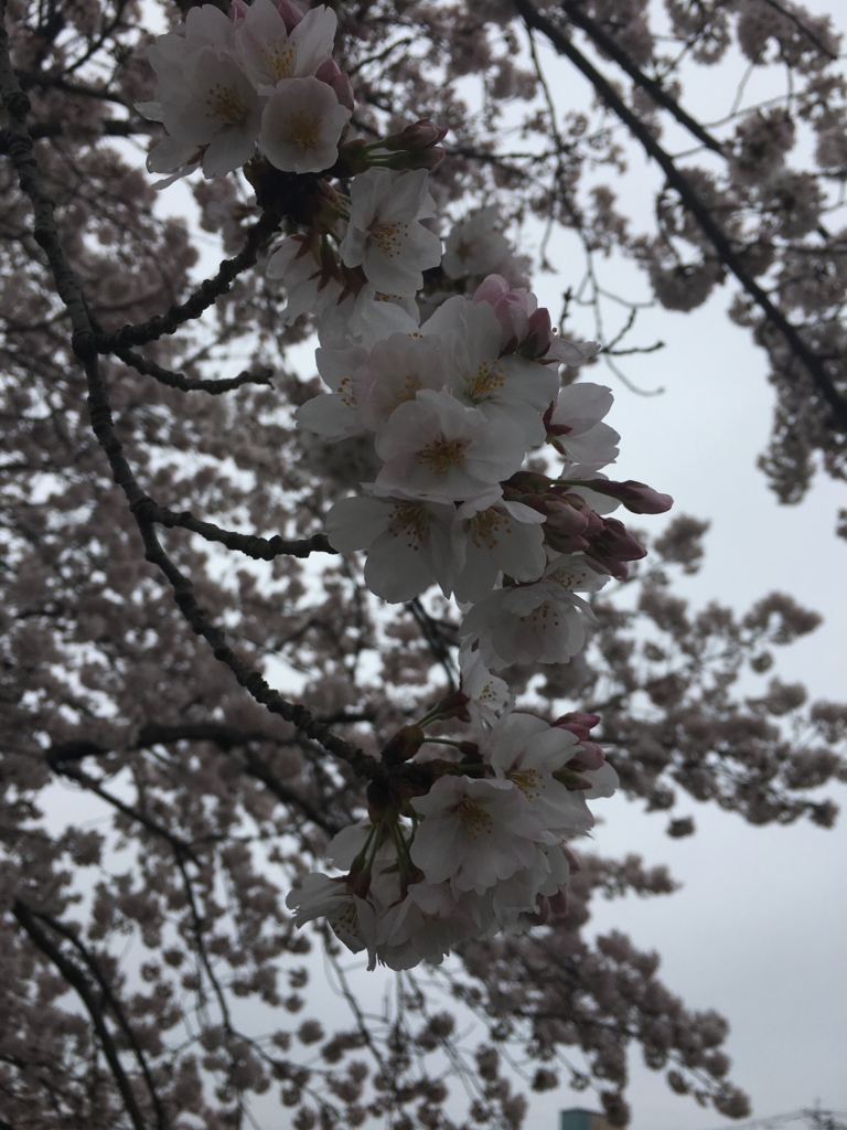 f:id:a-s-a-p-31-mtnb:20170410145321j:plain f:id:a-s-a-p-31-mtnb:20170410145321j:plain