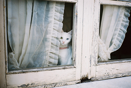 個別 深窓の令嬢 の写真 画像 Cat A Sunaga S Fotolife 個別 深窓の令嬢 の写真 画像 Cat A Sunaga S Fotolife