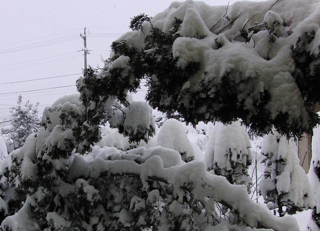 雪の重みで撓む針葉樹