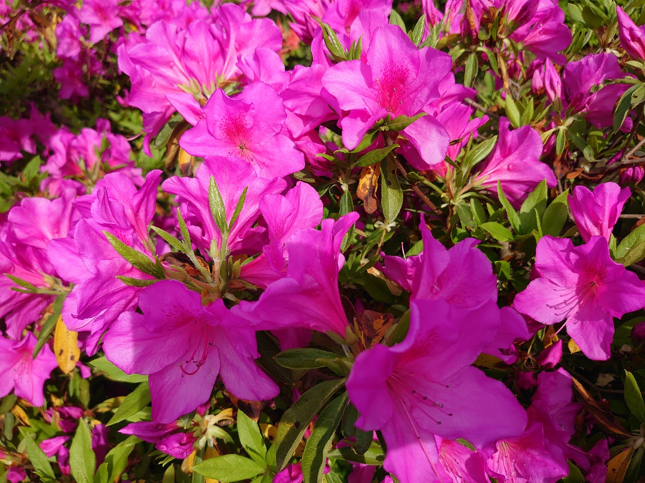 f:id:a-tnk0806:20200506203309j:image f:id:a-tnk0806:20200506203309j:image