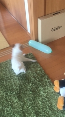 事件前の風船で遊んでいた頃