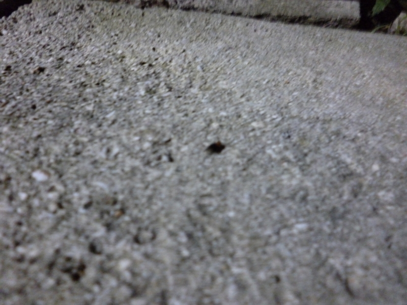 f:id:a0h9i0r3u:20130504221322j:plain