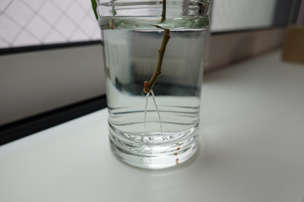 アイビー挿し木（根が出てきた）