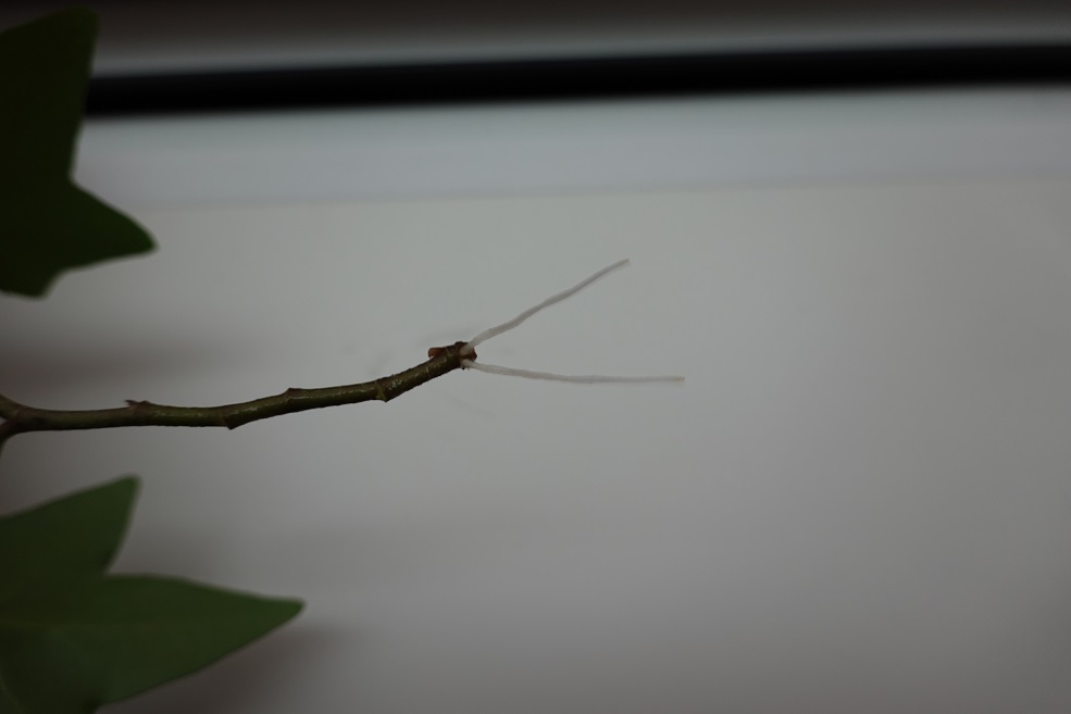 アイビー挿し木（根の部分）