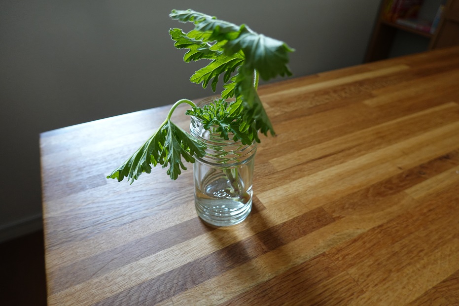 蚊連草（水差し直後）