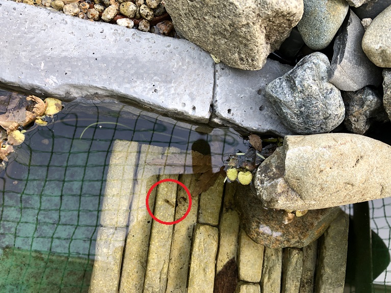 f:id:a0k1n12357:20210211152807j:plain