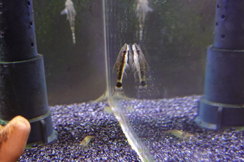 熱帯魚の水槽 水換えについて いもじろうの雑記