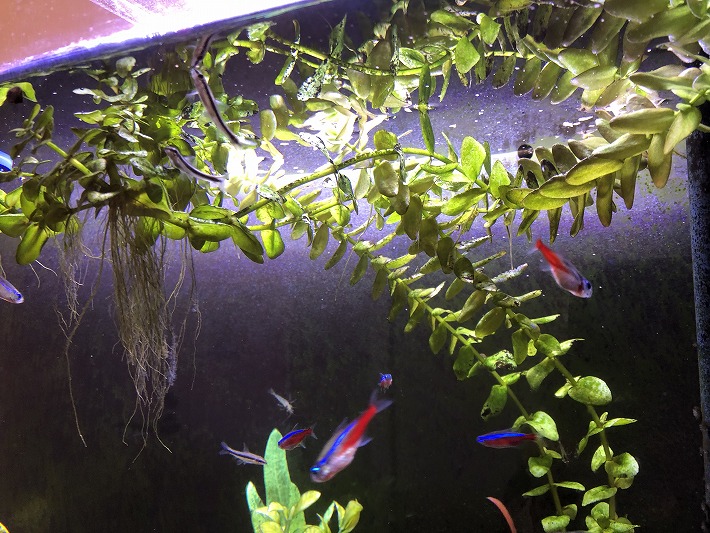 サイアミーズフライングフォックス