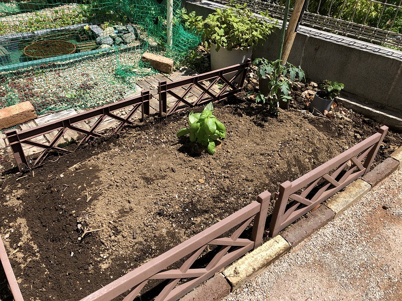 家庭菜園　トマト