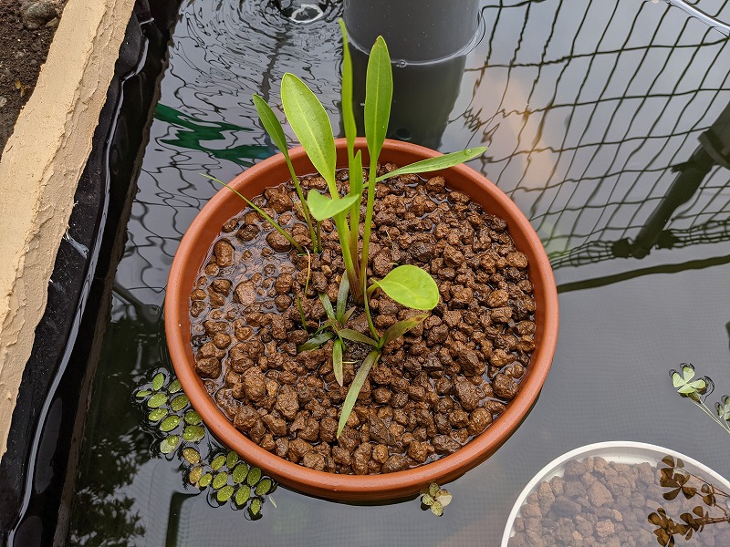 f:id:a0k1n12357:20210904225903j:plain