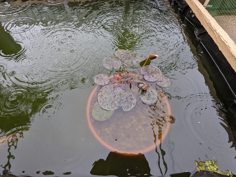 庭池DIY（2021年10月中旬の様子2）