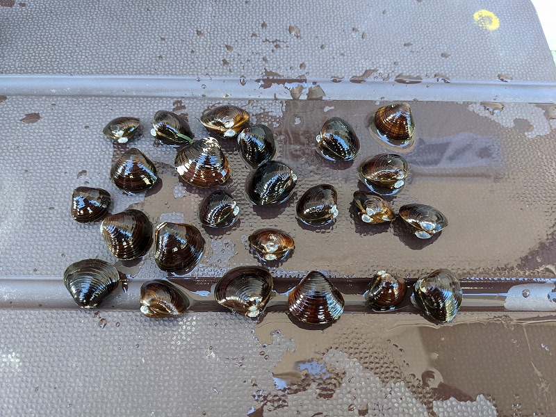 庭池DIY（2021年10月下旬の様子3）