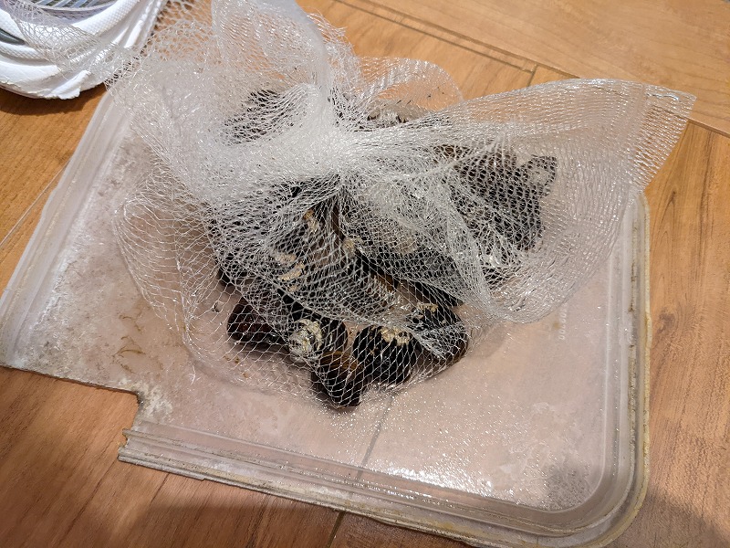 水槽にシジミを入れる
