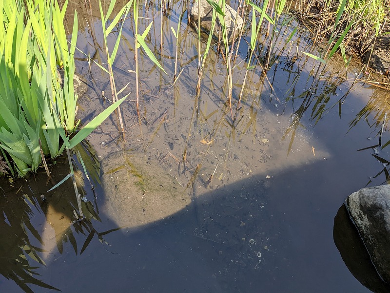 オタマジャクシ