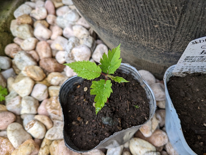 庭で見つけた見慣れない芽