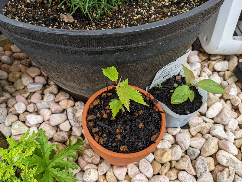 庭で見つけた見慣れない芽