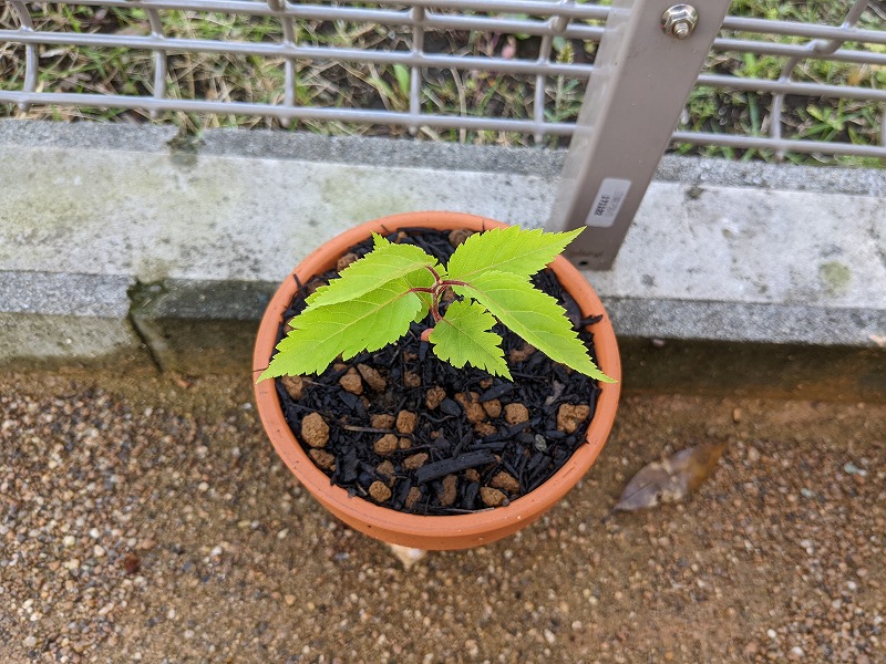 庭で見つけた見慣れない芽