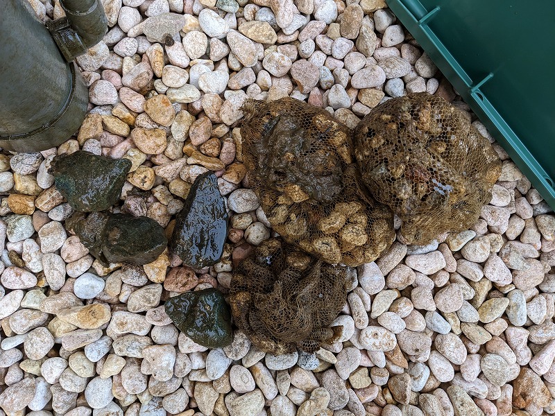 庭池　アクアポニックス　自作　DIY　濾過装置