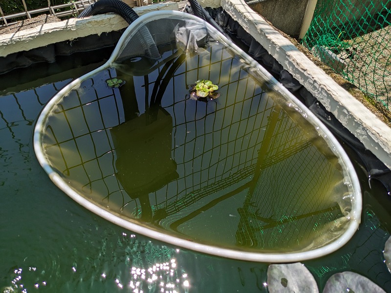 庭池ビオトープ　メダカ　稚魚　隔離