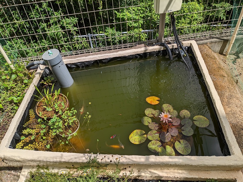 庭池 ビオトープ