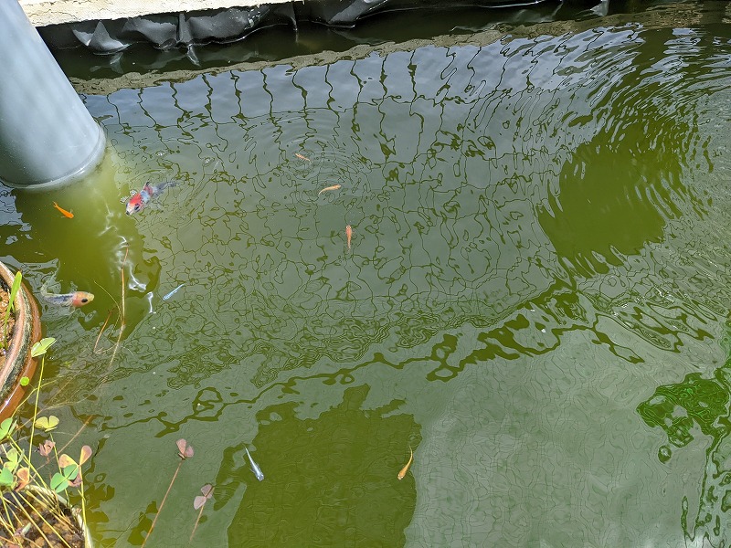 庭池 ビオトープ