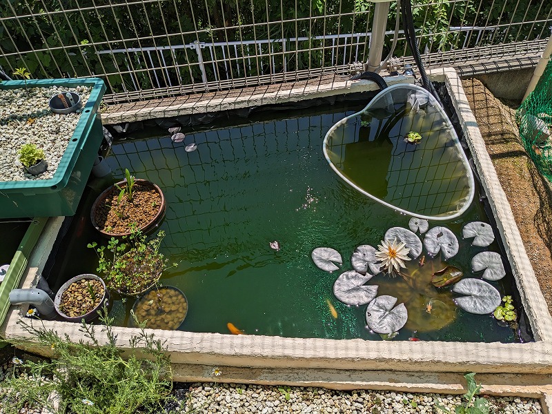 庭池ビオトープ グリーンウォーター