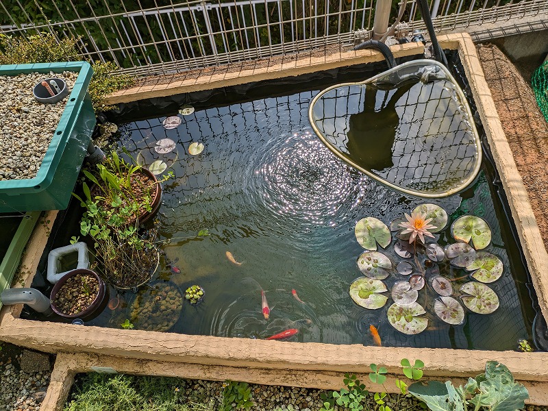 庭池ビオトープ 水 透明 金魚