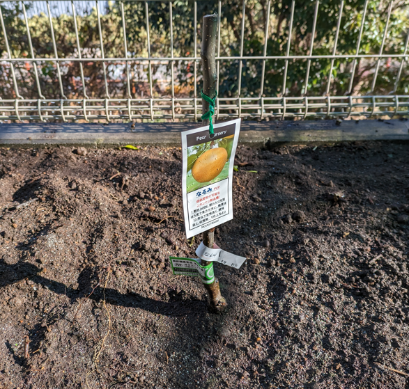 梨の木（なるみ）を庭に植える - いもじろうの雑記（Imojiro's