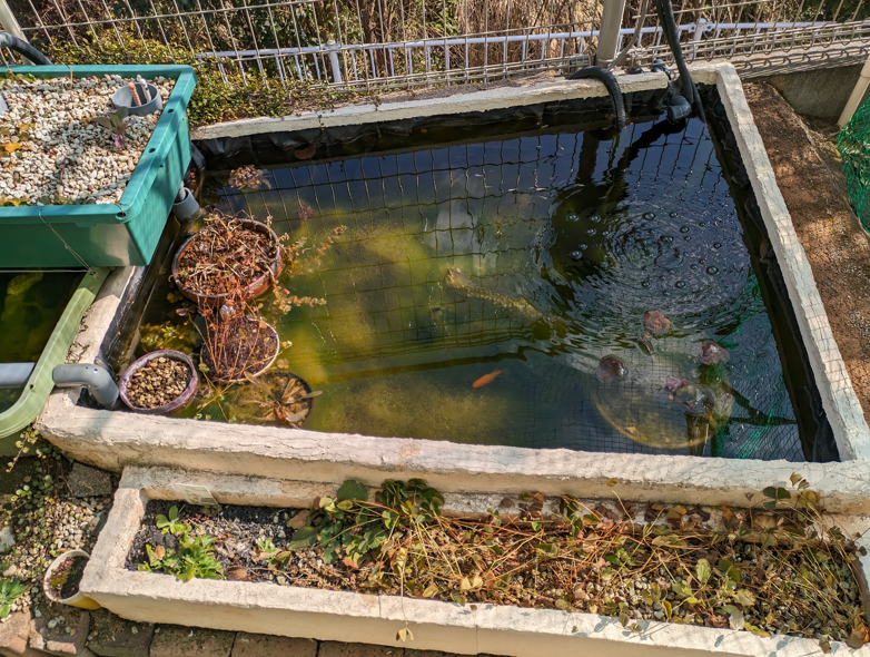 庭池ビオトープ　冬