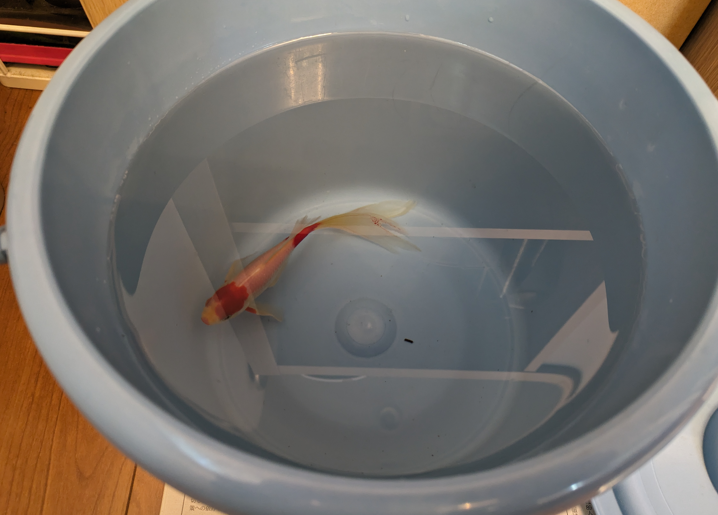 金魚　塩水浴　鰭赤病　赤斑病