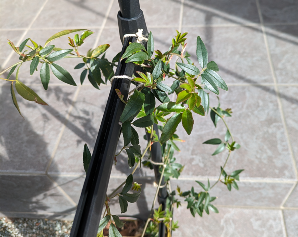 モッコウバラ　新芽