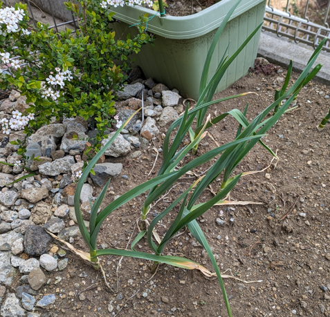 ニンニク　家庭菜園