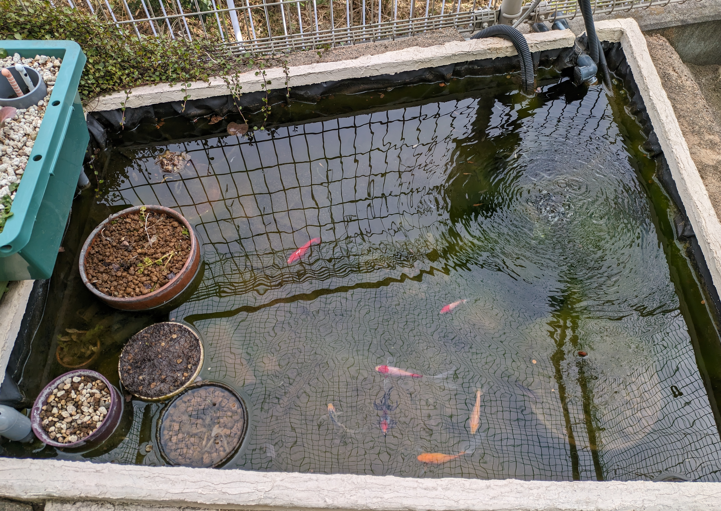庭池ビオトープ　金魚　メダカ　春