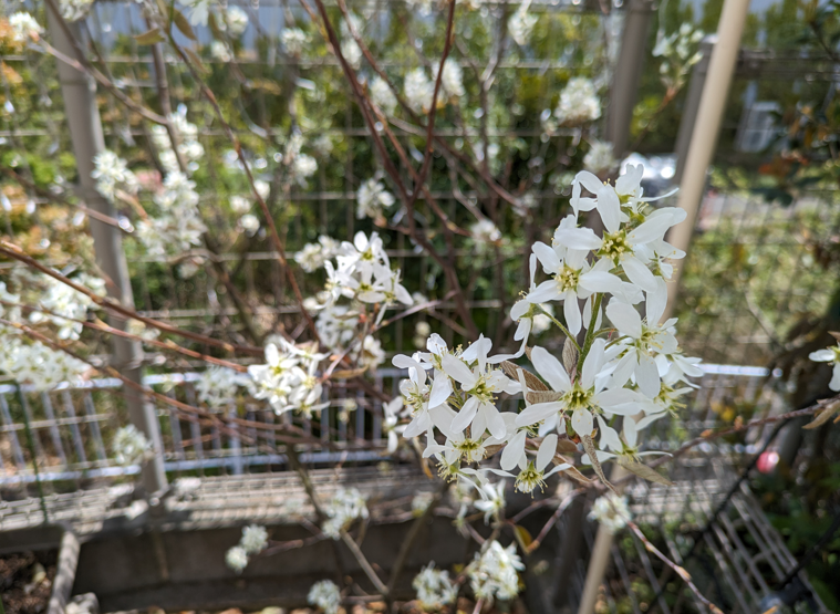 ジューンベリーの花