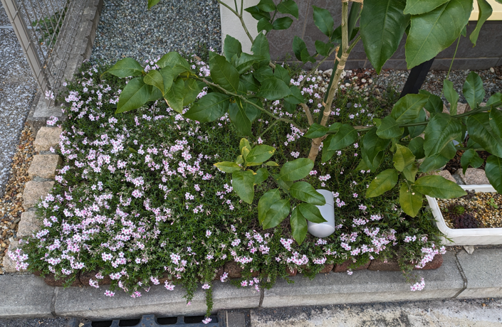 芝桜の花　グランドカバー