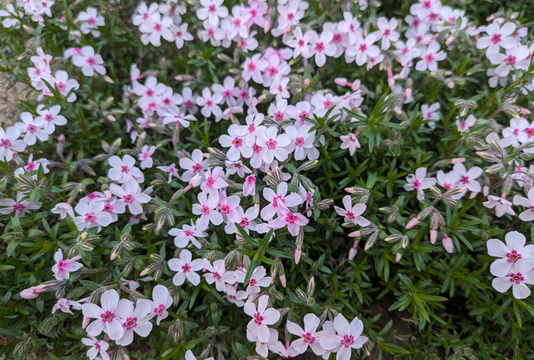 芝桜の花