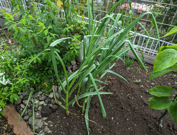 ニンニク　家庭菜園