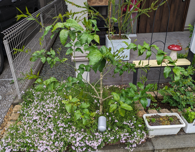 レモンの木　レモンの蕾　芝桜