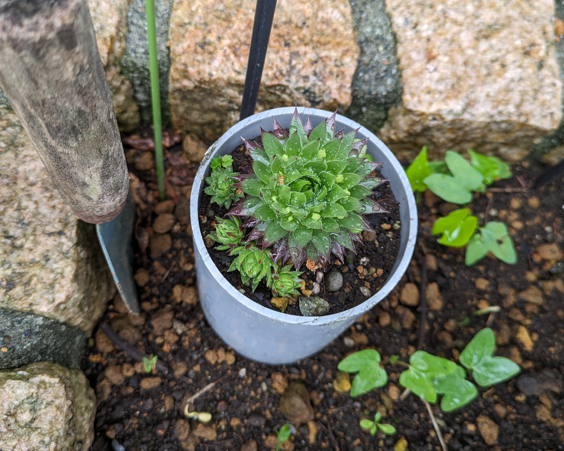 多肉植物　子株