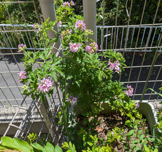 蚊連草　センテッドゼラニウム　花