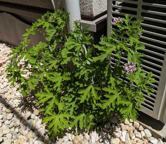 蚊連草　センテッドゼラニウム　花