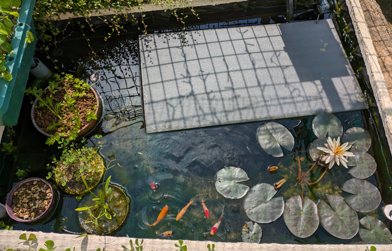 庭池ビオトープ　アオミドロ対策
