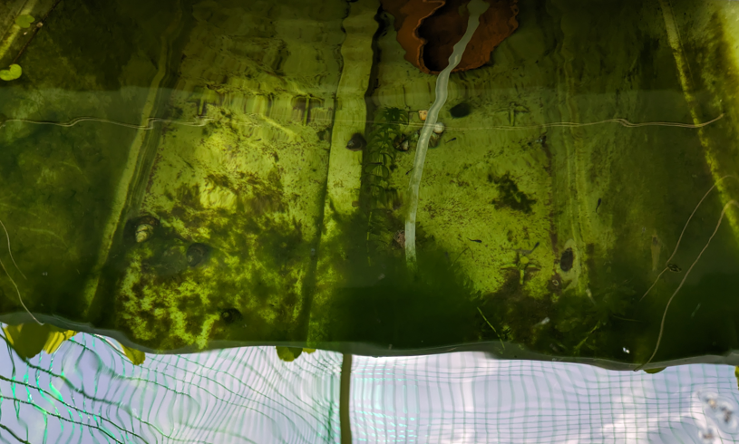 庭池ビオトープ　メダカ　稚魚