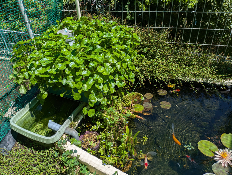庭池ビオトープ　アクアポニックス