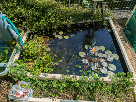 庭池のリニューアル（①池の撤去編） - いもじろうの雑記（Imojiro's