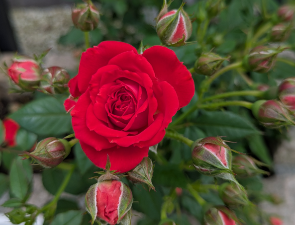 ミニバラ　ミニ薔薇　開花