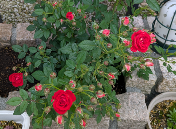 ミニバラ　ミニ薔薇　花　蕾