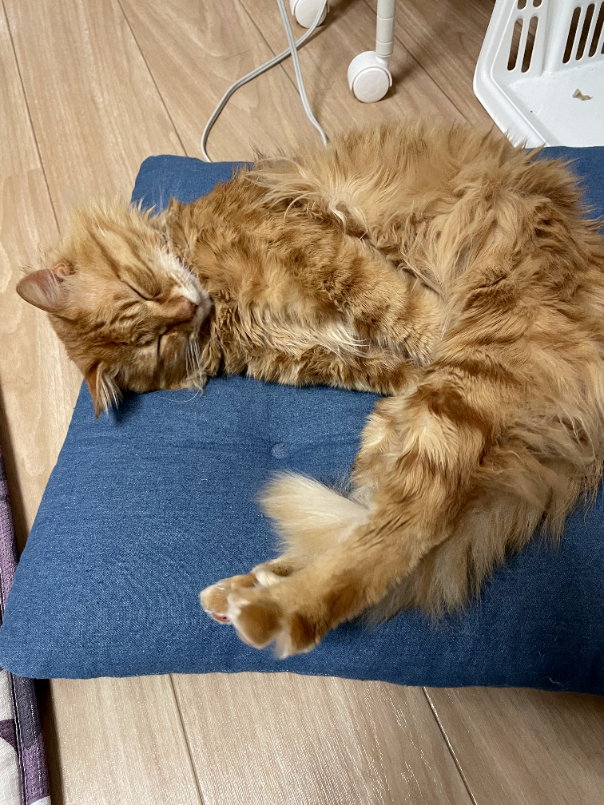 f:id:a1026302:20220306131111p:plain