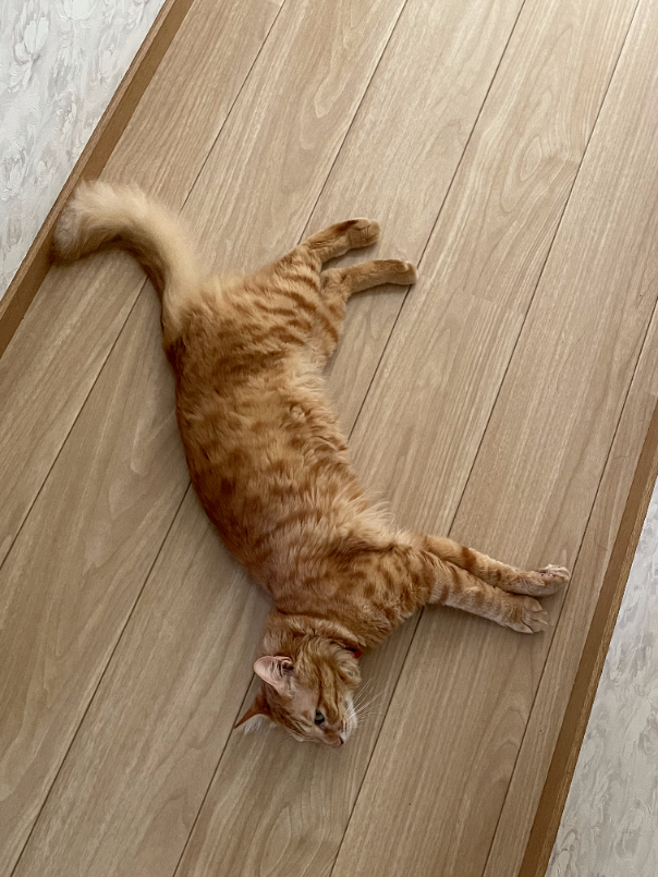 f:id:a1026302:20220306143646p:plain